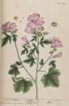 309c Vervain Mallow.