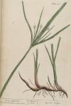 316c Long Cyperus.