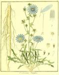 Vol. 02. Bild 24. Cichorium intybus.