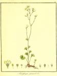 Vol. 03. Bild 23. Saxifraga granulata.