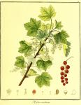 Vol. 03. Bild 25. Ribes rubrum.