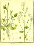 Vol. 05. Bild 28. Cochlearia officinalis.