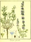 Vol. 06. Bild 18. Hyssopus officinalis.