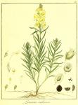 Vol. 06. Bild 33. Linaria vulgaris.