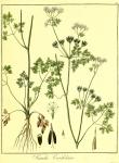 Vol. 07. Bild 14. Scandix cerefolium.