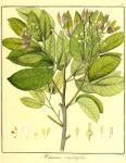 Vol. 11. Bild 09. Hymenaea confertifolia.