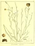 Vol. 12. Bild 36. Convolvulus scoparius.