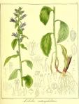 Vol. 13. Bild 09. Lobelia antisyphilitica.