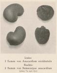 Madaus Bild Anacardium Occidentale 1