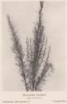 Madaus Bild Artemisia Abrotanum