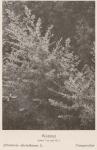 Madaus Bild Artemisia Absinthium