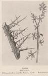 Madaus Bild Balsamodendron Myrrha