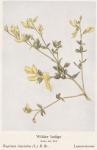 Madaus Bild Baptisia Tinctoria