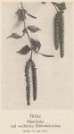 Madaus Bild Betula Verrucosa 1
