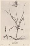 Madaus Bild Carex Arenaria