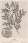 Madaus Bild Cassia Acutifolia