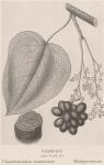 Madaus Bild Chondrodendron Tomentosum