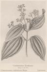 Madaus Bild Cinnamomum Ceylanicum