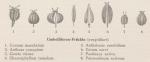 Madaus Bild Conium Maculatum 3