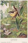 Madaus Bild Cypripedium Calceolus