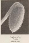 Madaus Bild Ecballium Elaterium 1