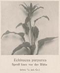 Madaus Bild Echinacea Purpurea 1
