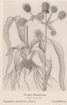 Madaus Bild Eryngium Aquaticum