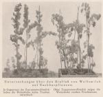 Madaus Bild Euphorbia Cyparissias 1