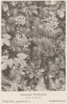 Madaus Bild Euphorbia Cyparissias