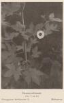 Madaus Bild Gossypium Herbaceum
