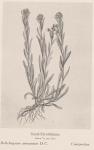 Madaus Bild Helichrysum Arenarium
