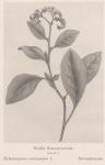 Madaus Bild Heliotropium Europaeum