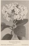 Madaus Bild Hydrangea Arborescens