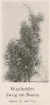 Madaus Bild Juniperus Communis 1