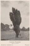 Madaus Bild Juniperus Communis