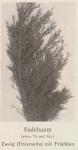 Madaus Bild Juniperus Sabina 1