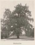 Madaus Bild Quercus Robur 1