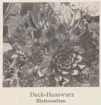 Madaus Bild Sempervivum Tectorum 1