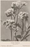 Madaus Bild Valeriana Officinalis