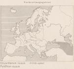 Madaus Karte Chrysanthemum Roseum