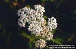 Photo: Achillea millefolium 3.