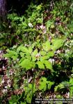 Photo: Actaea spicata.