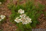 Photo: Achillea clusiana 1.