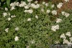 Photo: Achillea umbellata.