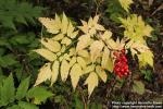 Photo: Actaea erythrocarpa 5.