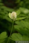 Photo: Actaea spicata 6.