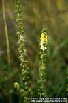 Photo: Agrimonia eupatoria 3.