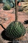 Photo: Agave victoriae reginae.