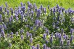 Photo: Ajuga reptans 16.