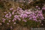 Photo: Allium schoenoprasum 10.